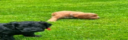 Cockapoo dogs for sale: Beautiful Cockapoos in Perth - Advert 7