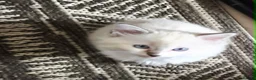 Ragdoll cats for sale:  Ragdoll Kittens –  - Advert 2