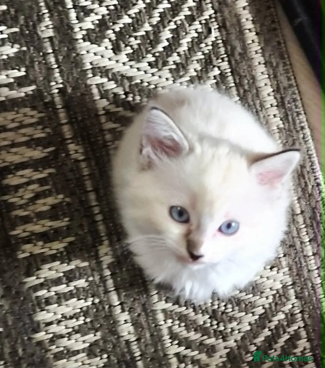 Ragdoll cats for sale:  Ragdoll Kittens –  - Advert 2