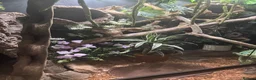 Rat Snake reptiles for sale: Taiwanese beauty rat snake in Oldham - Advert 6