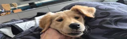 Golden Retriever dogs for sale: Golden retriever  - Advert 1
