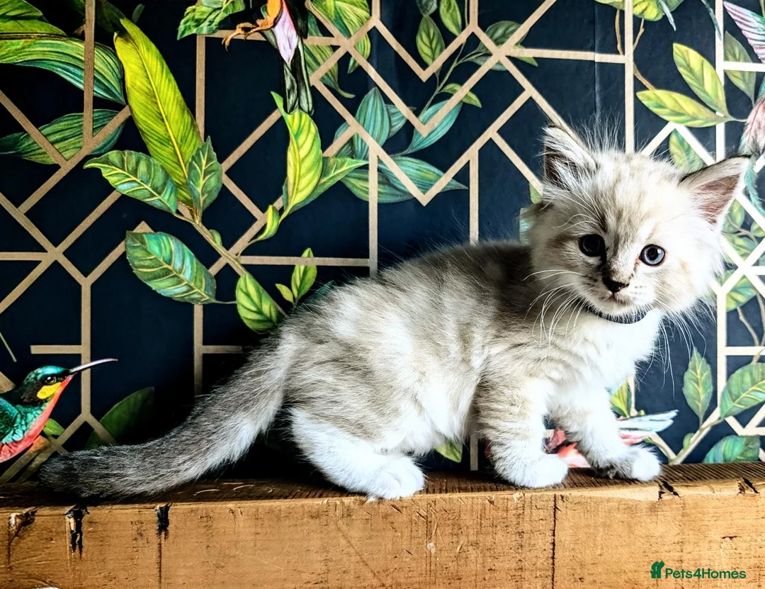 Ragdoll cats for sale: Ready for New Homes. Tortie and tabby ragdolls - Advert 1
