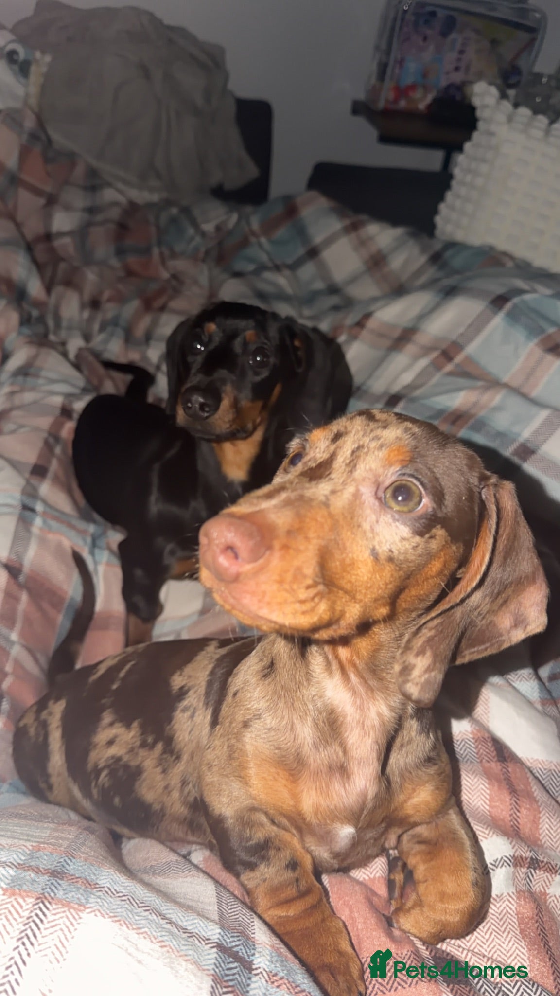 Miniature Dachshund dogs Female&Male miniature dachshund  - Advert 1