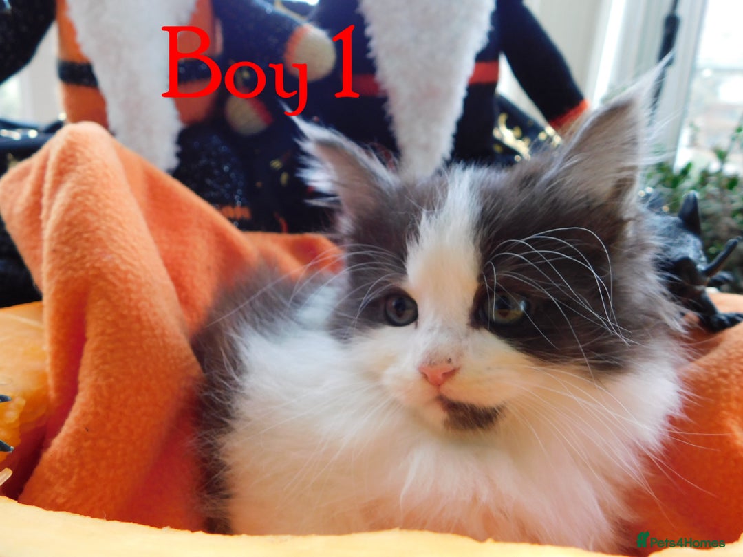 Maine Coon cats for sale: FABULOUS FLUFFY PEDIGREE MAINE COON KITTENS - Image 5