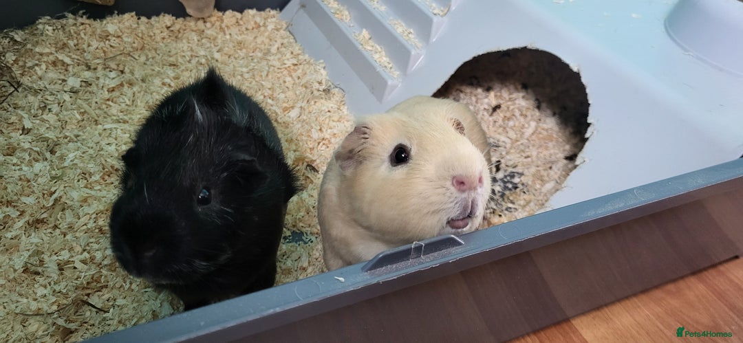 Guinea Pig rodents for sale: 2 Male Guinea pigs in need of a new home!  - Image 2