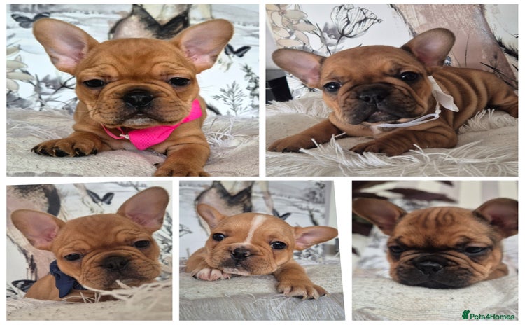 French Bulldog dogs - Advert 7