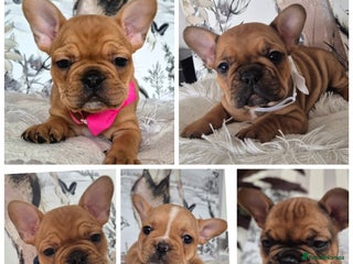 French Bulldog dogs - Advert 1