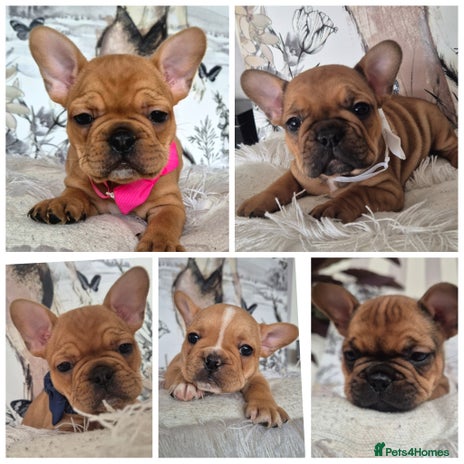 French Bulldog dogs - Advert 16