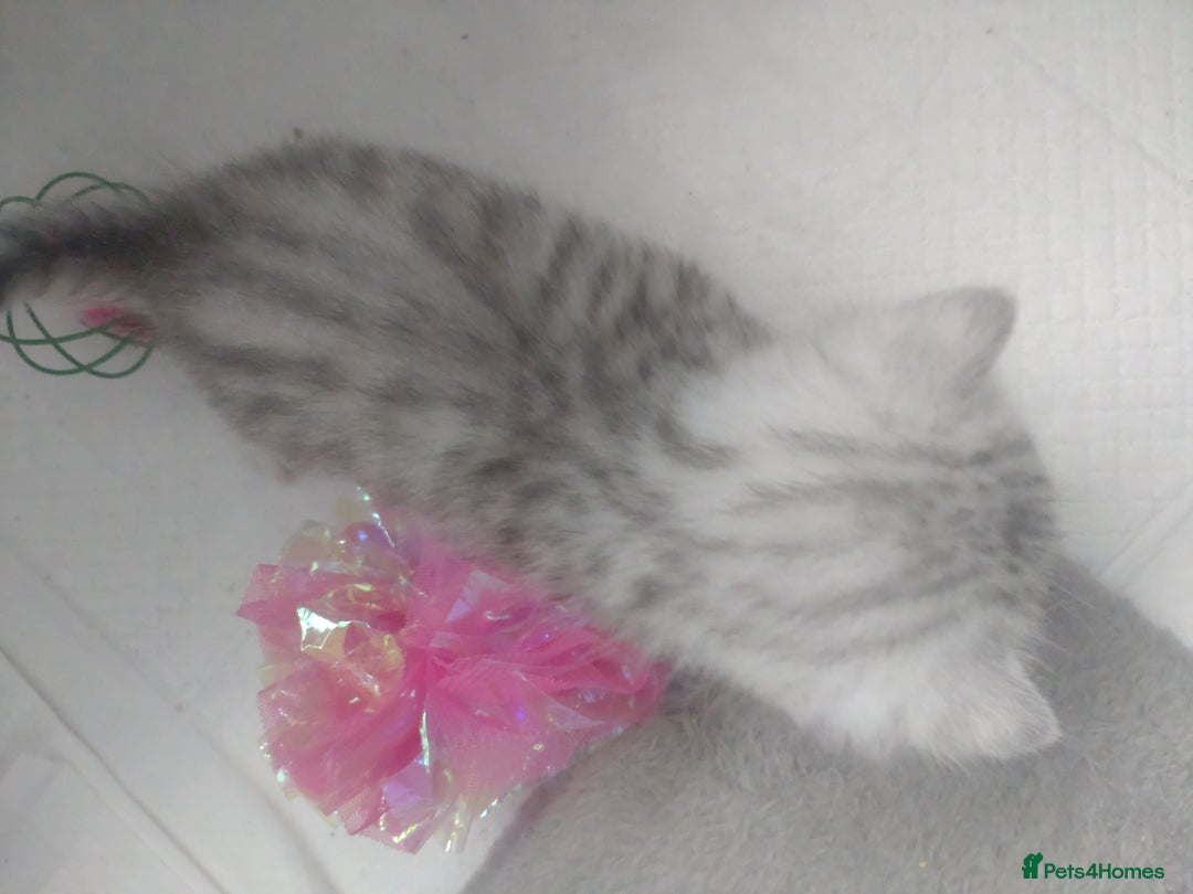 British Shorthair cats for sale: British short hair kittens  - Image 7