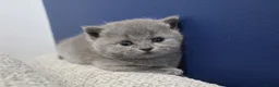 British Shorthair cats for sale: Gorgeous British Shorthair kittens Cute & Adorable - Advert 22