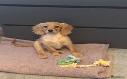 Cavapoo dogs for sale: 4 month old puppy for sale  - Image 3