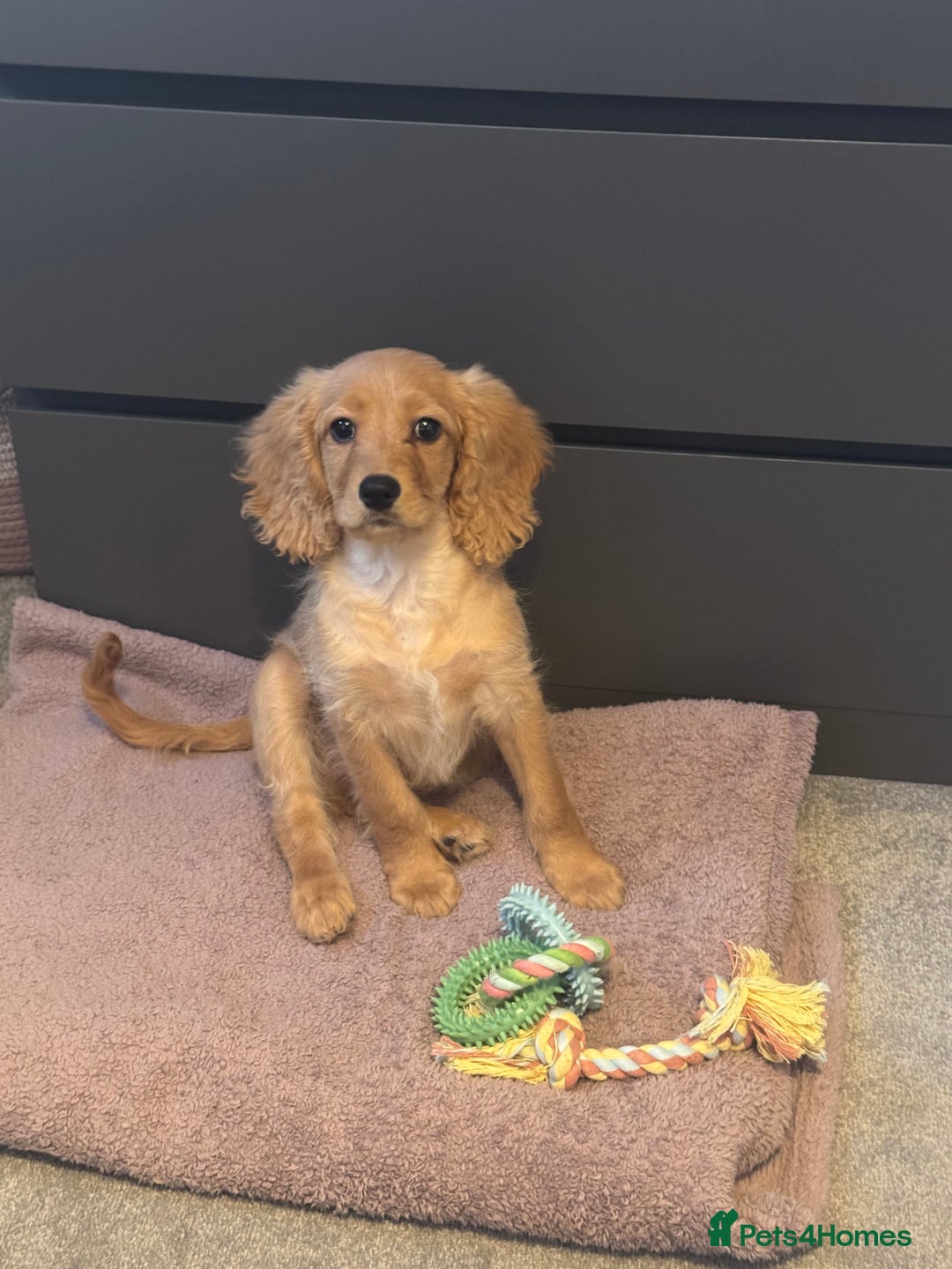 Cavapoo dogs for sale: 4 month old puppy for sale  - Image 3