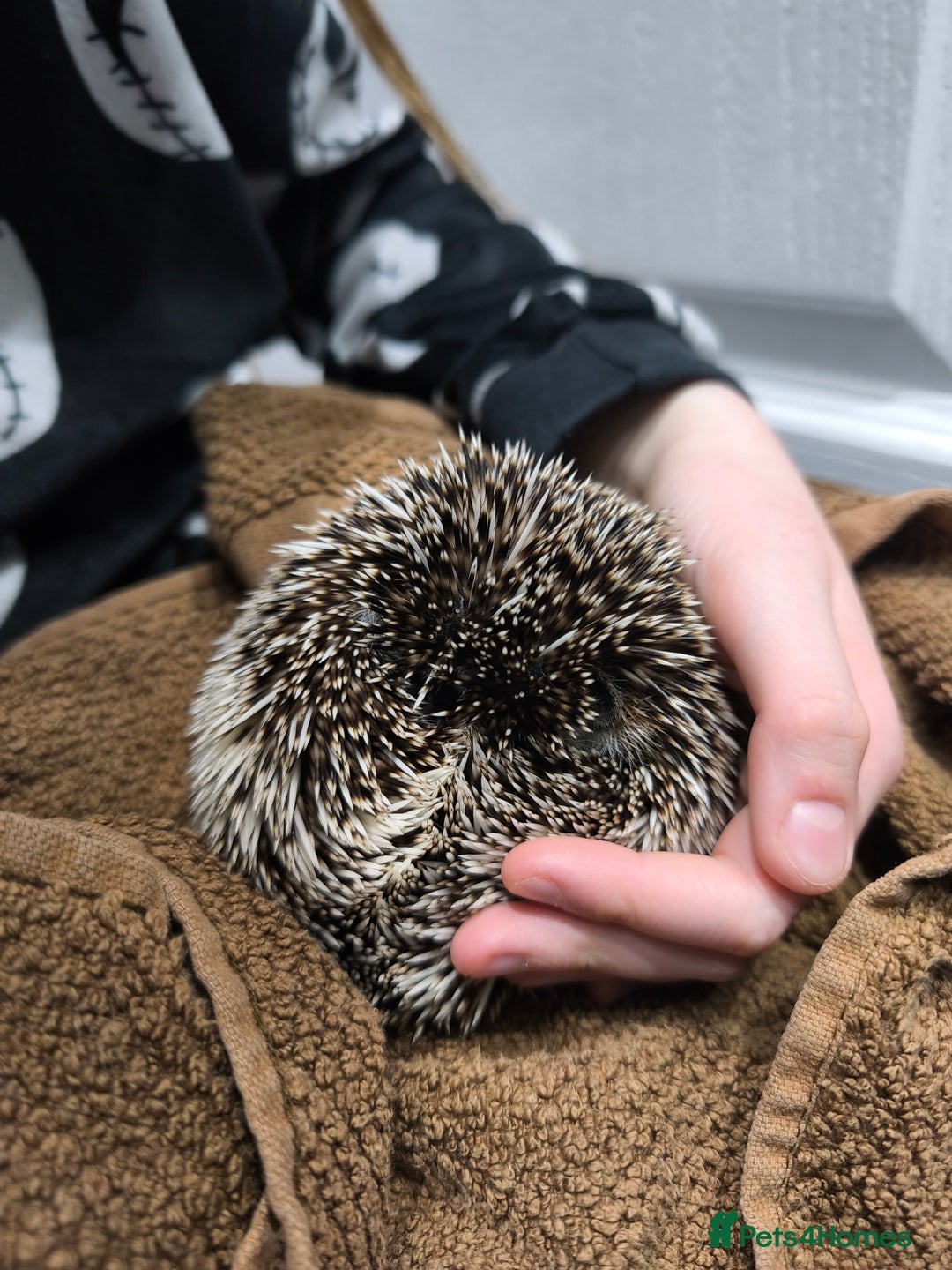 Pygmy Hedgehog rodents for sale: African pygmy hedgehog and set up - Image 6