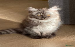 Persian cats for sale: Male  - Image 4