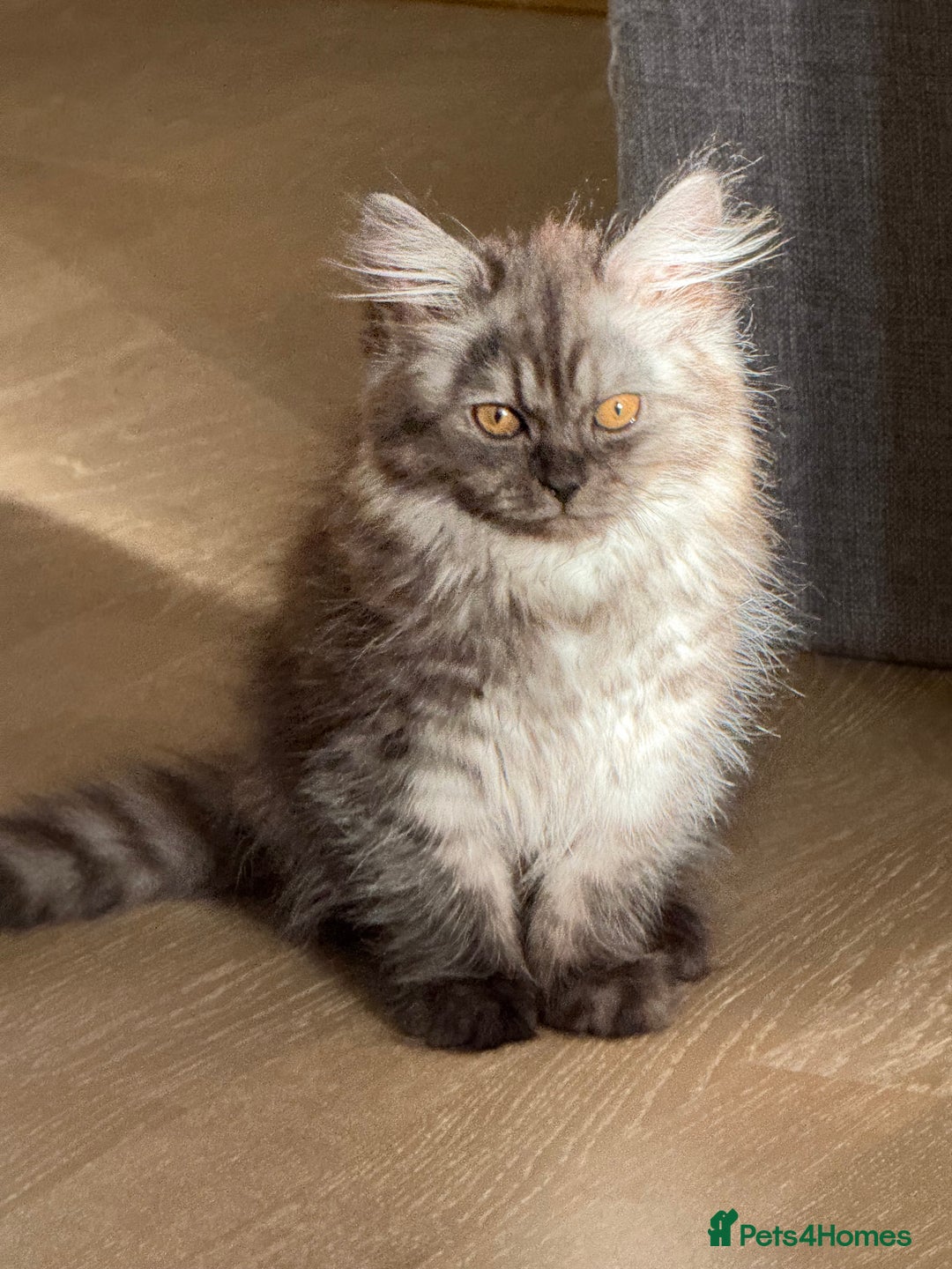 Persian cats for sale: Male  - Image 4