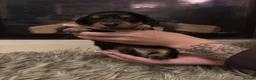 Dachshund dogs for sale: 7 Beautiful Dachshund Puppies - Advert 11