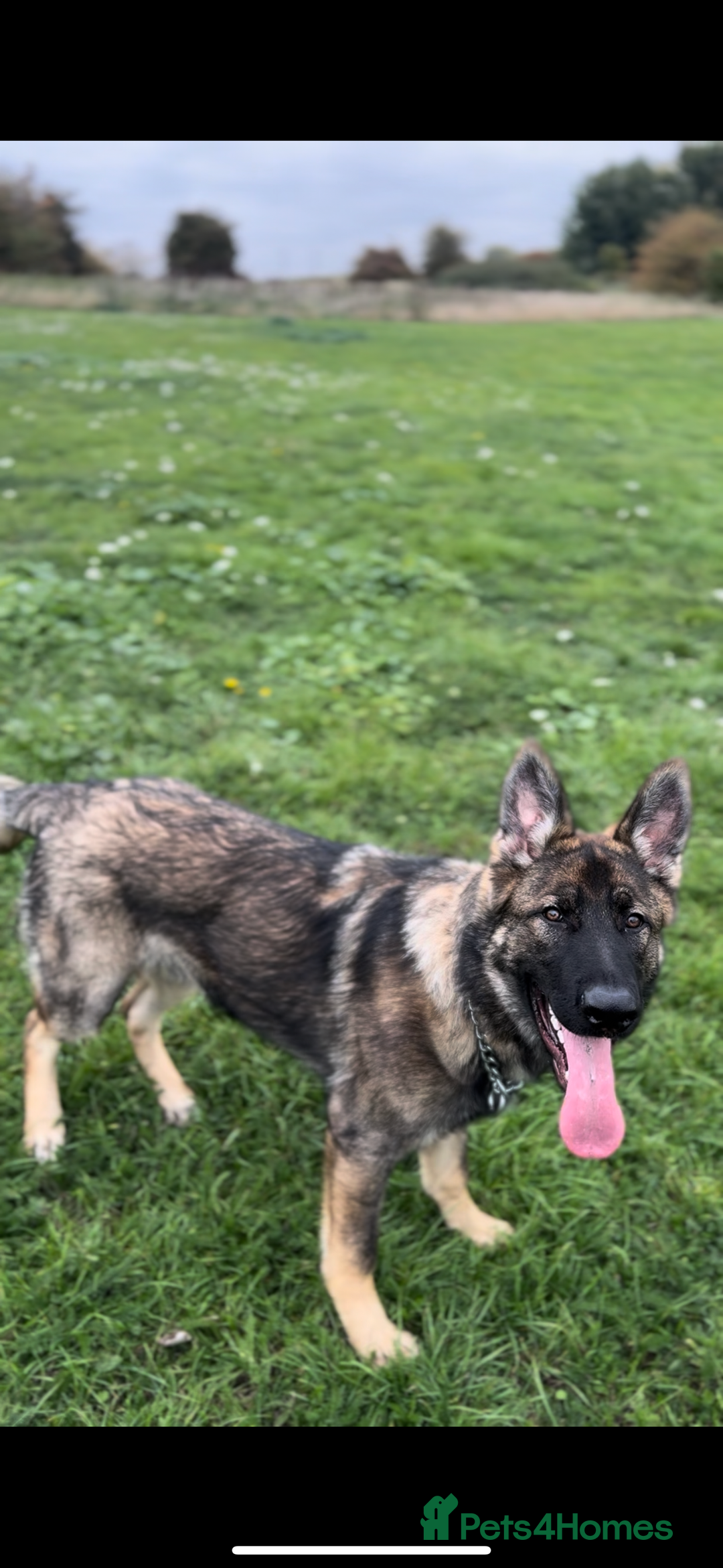 German Shepherd dogs for sale: 8 month old puppy  - Advert 1