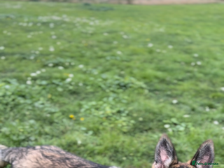 German Shepherd dogs 8 month old puppy - Advert 1