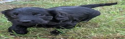 Cockapoo dogs for sale: Licensed breeder, health tested F1 cockapoos - Advert 12