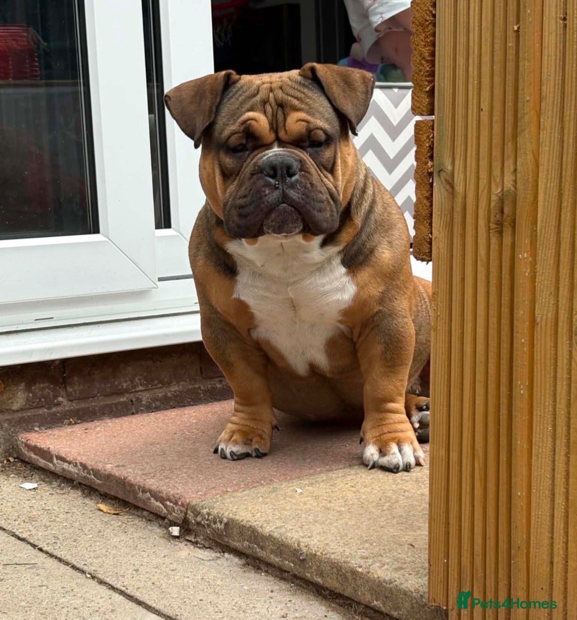 American Bully dogs Extreme pocket bully  - Advert 2