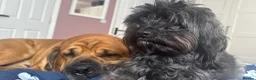 Schnoodle dogs for sale: Florrie  in Fakenham - Advert 3