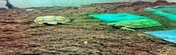 Tortoise reptiles for sale: Sulcata Tortoise  - Advert 4