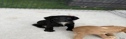 Sprocker dogs for sale: Working sprocker spaniels  - Advert 8