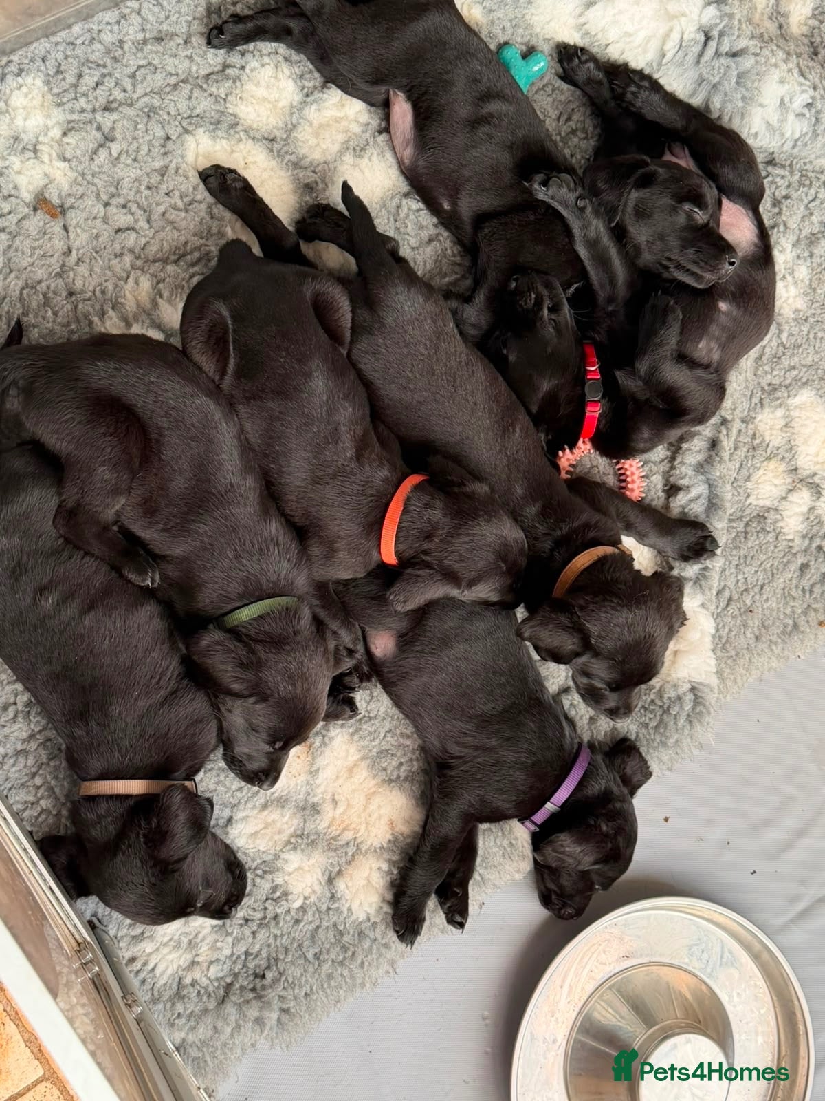 Labrador Retriever dogs Gorgeous Black Labrador pups for sale - Advert 1