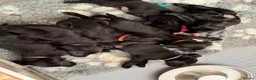 Labrador Retriever dogs for sale: Gorgeous Black Labrador pups for sale - Advert 1