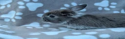 Mini Lop rabbits for sale: Mini Lop Rabbits - Advert 16