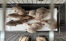 French Bulldog dogs for sale: Litter of mixed colour French bulldog puppies  - Advert 14