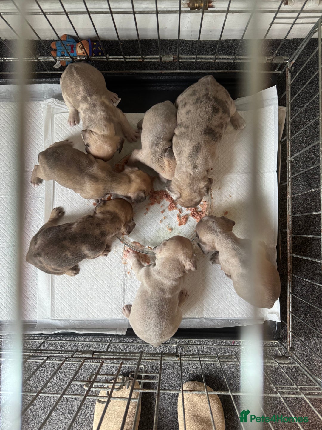 French Bulldog dogs for sale: Litter of mixed colour French bulldog puppies  - Advert 14