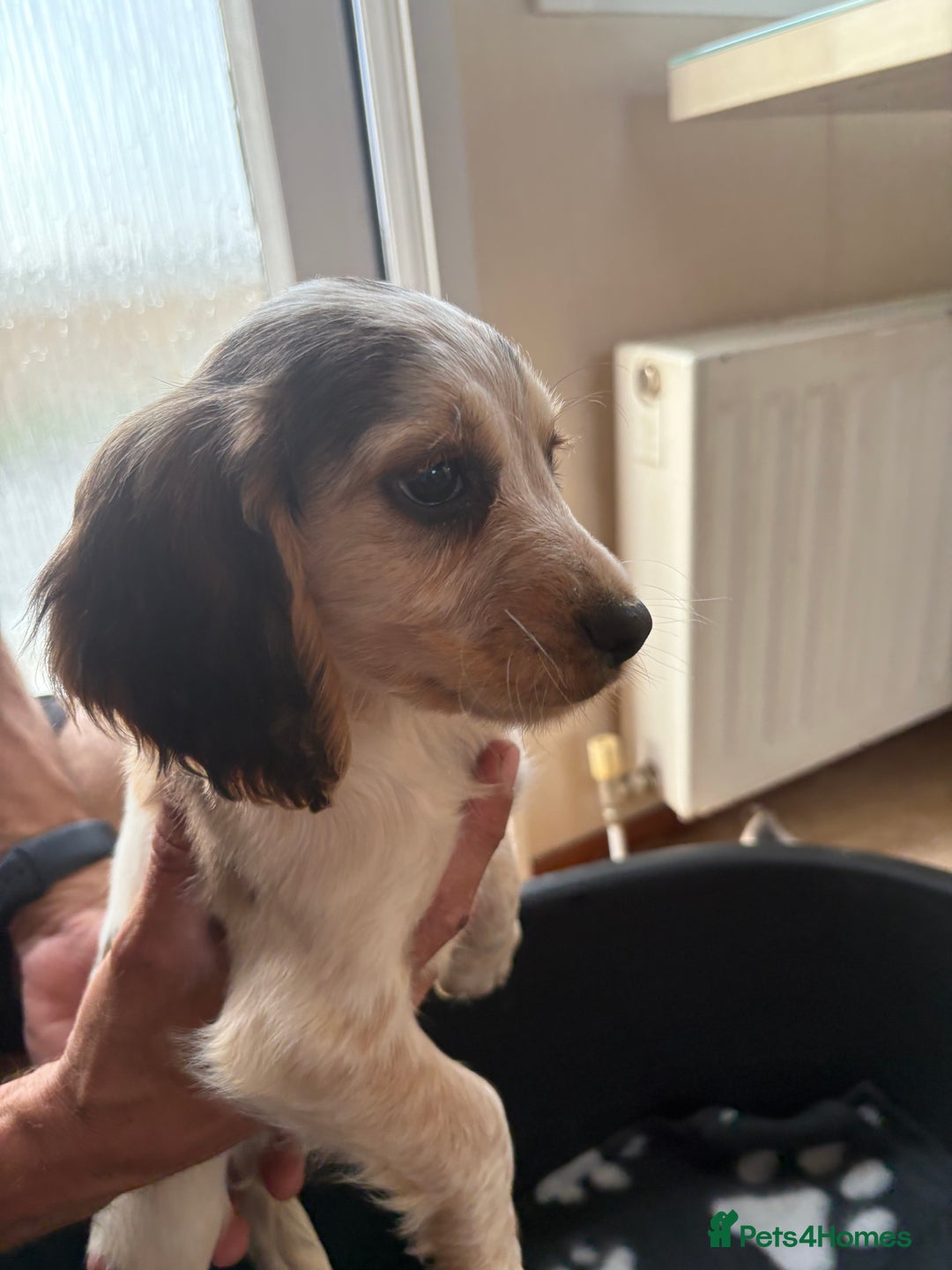 Cocker Spaniel dogs for sale: Cocker spaniel puppies  - Image 7