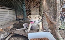 Mixed Breed dogs for adoption: Sweet, Friendly Young RUBY - for a Loving Family - Advert 6