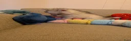 Pomsky dogs for sale: Pomsky Puppies - Advert 10