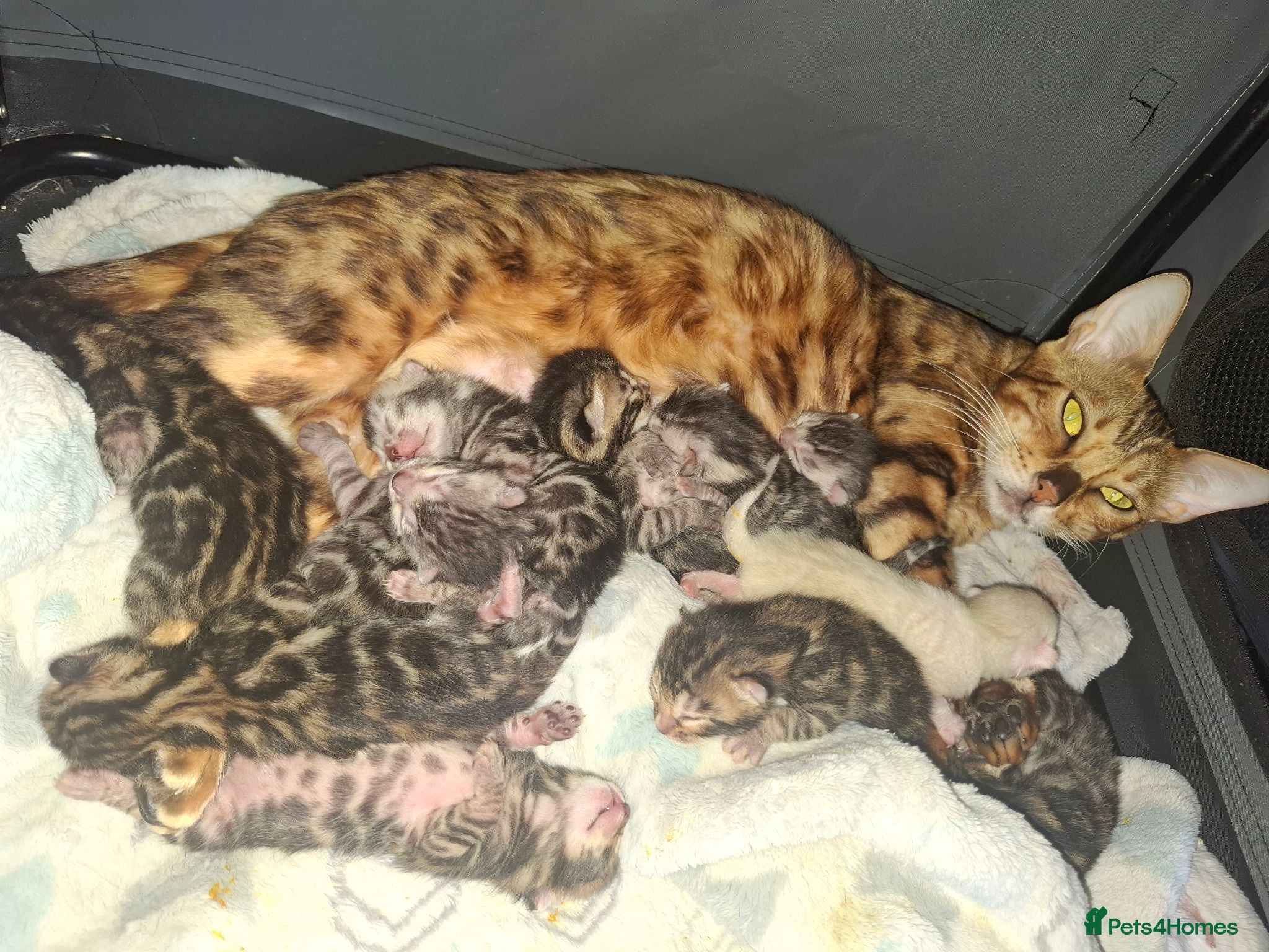Bengal cats Stunning Bengal Kittens  - Advert 4