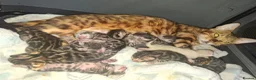 Bengal cats for sale: Stunning Bengal Kittens  - Advert 5