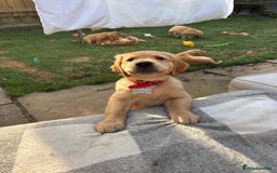 Golden Retriever dogs for sale: 🐾 Ready Soon!! KC Golden Retriever Male Puppies - Image 3