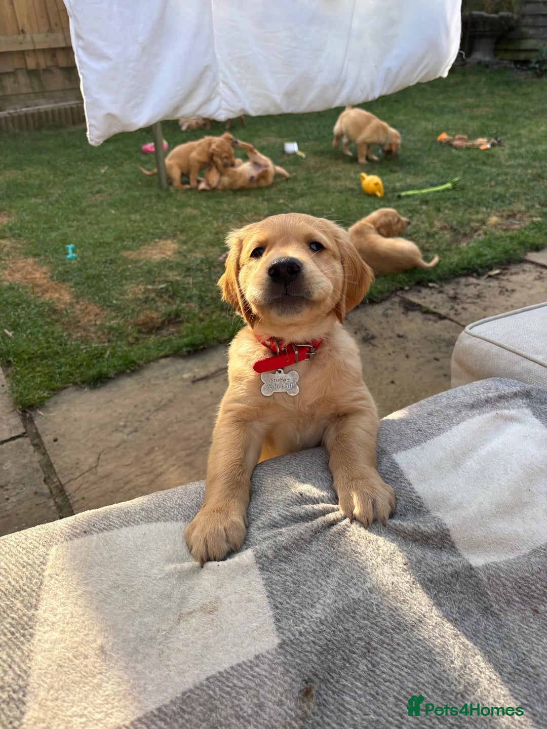 Golden Retriever dogs for sale: 🐾 Ready Soon!! KC Golden Retriever Male Puppies - Image 3