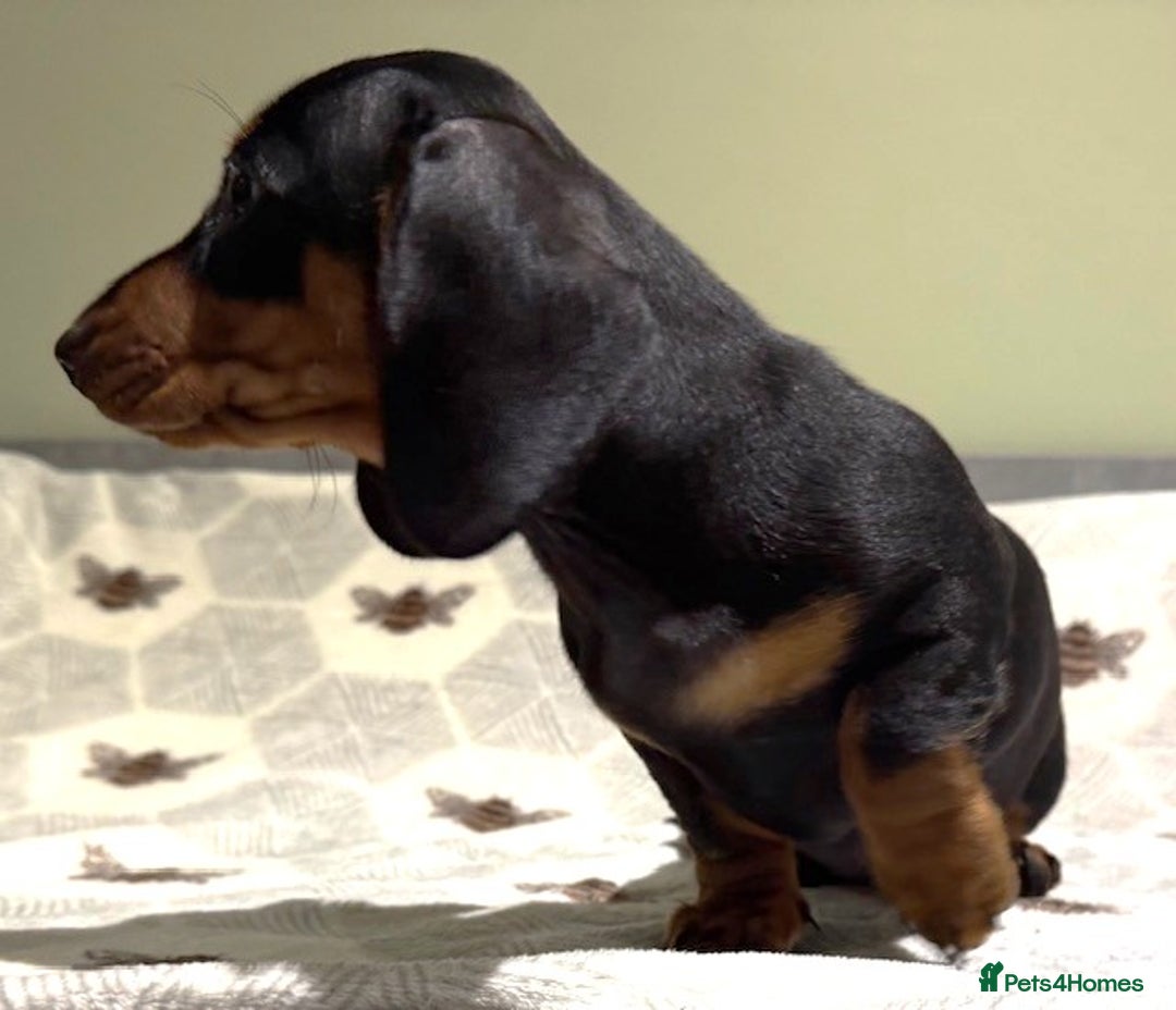 Miniature Dachshund dogs for sale: Ruby and Marley pups - Advert 20