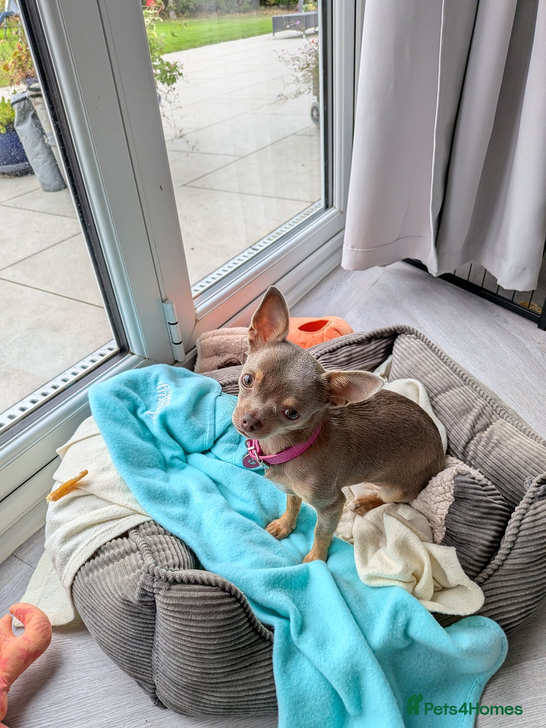 Chihuahua dogs for sale: Lilac chihuahua puppy kc - Image 1