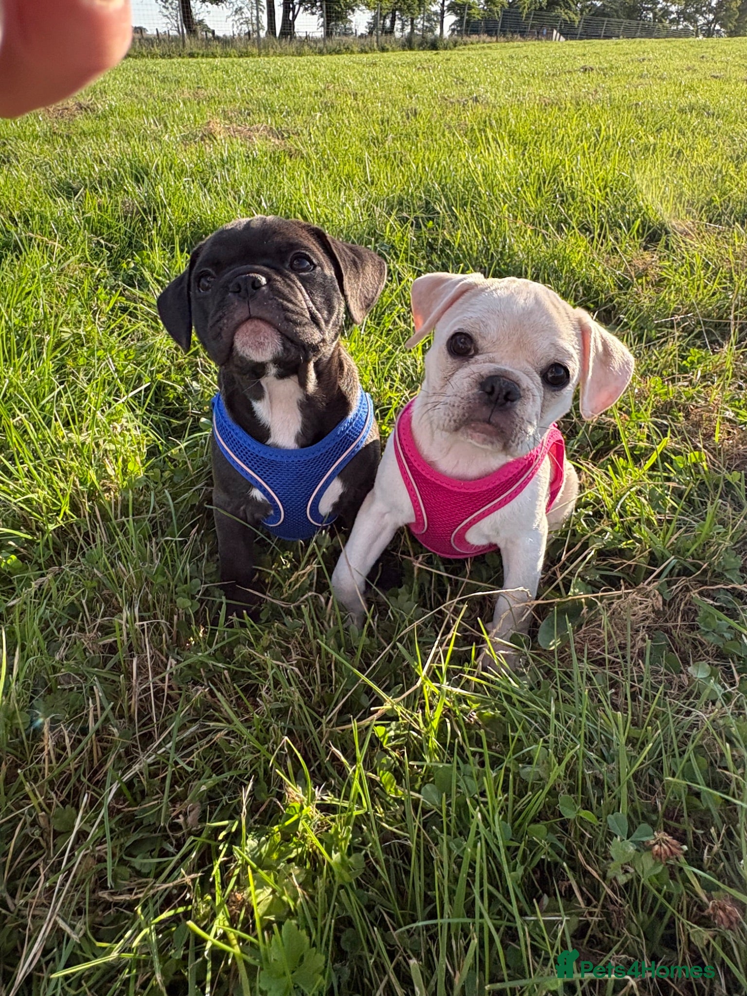 Frug dogs French bulldog/pug pups 🐶READY NOW  - Advert 2