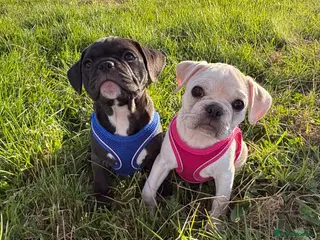 Frug dogs French bulldog/pug pups 🐶READY NOW - Advert 9