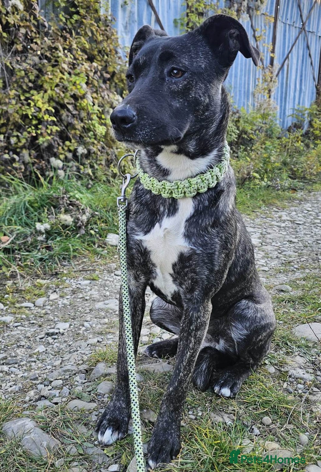 Mixed Breed dogs for adoption: A Beautiful and Gentle Girl - for a Loving Home - Image 4