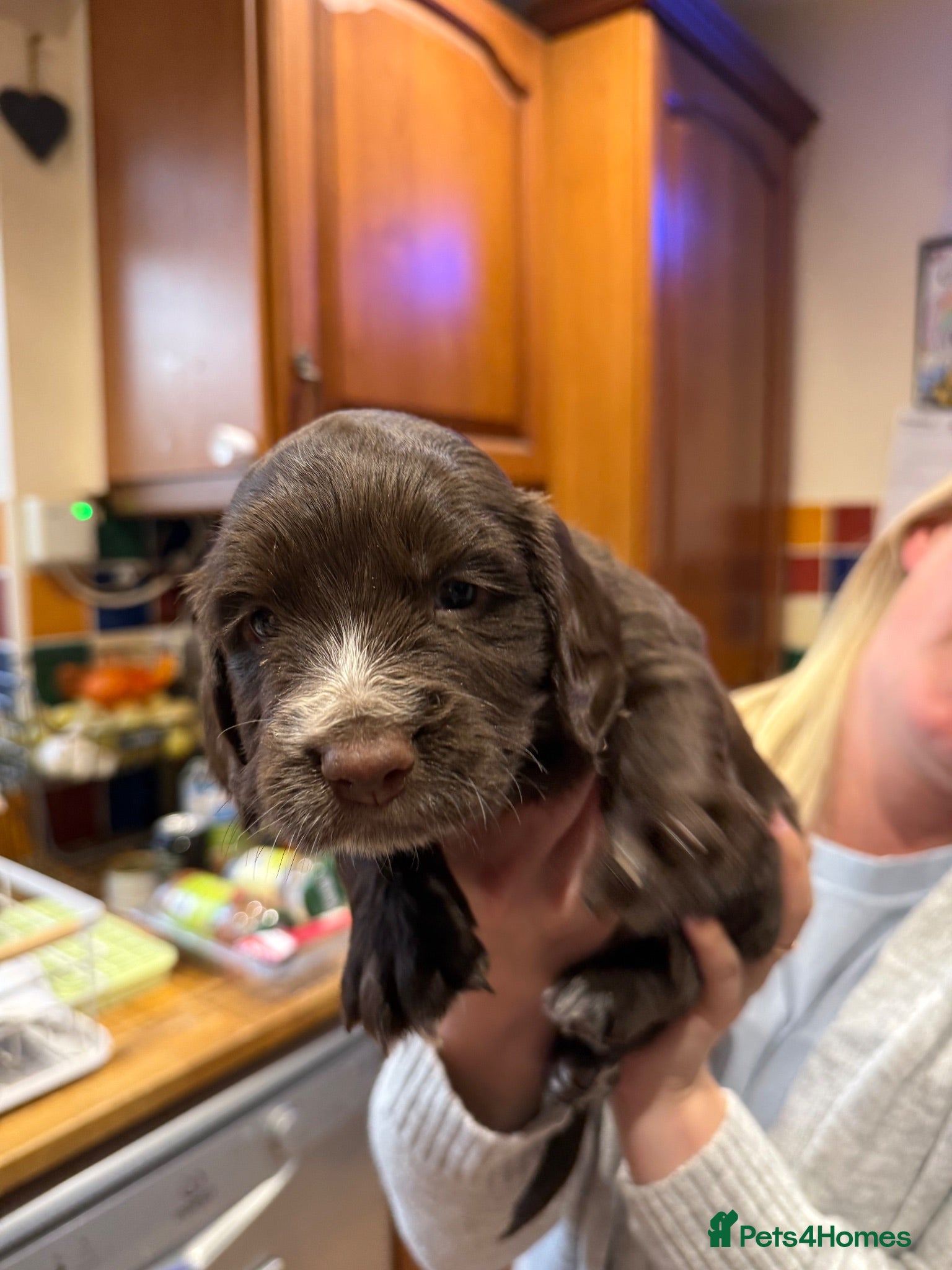 Cocker Spaniel dogs Working cocker spaniel puppies  - Advert 1