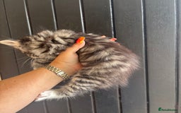 Maine Coon cats for sale: 3 boys Maine coon & 1 white female ready 13th aug! - Image 6