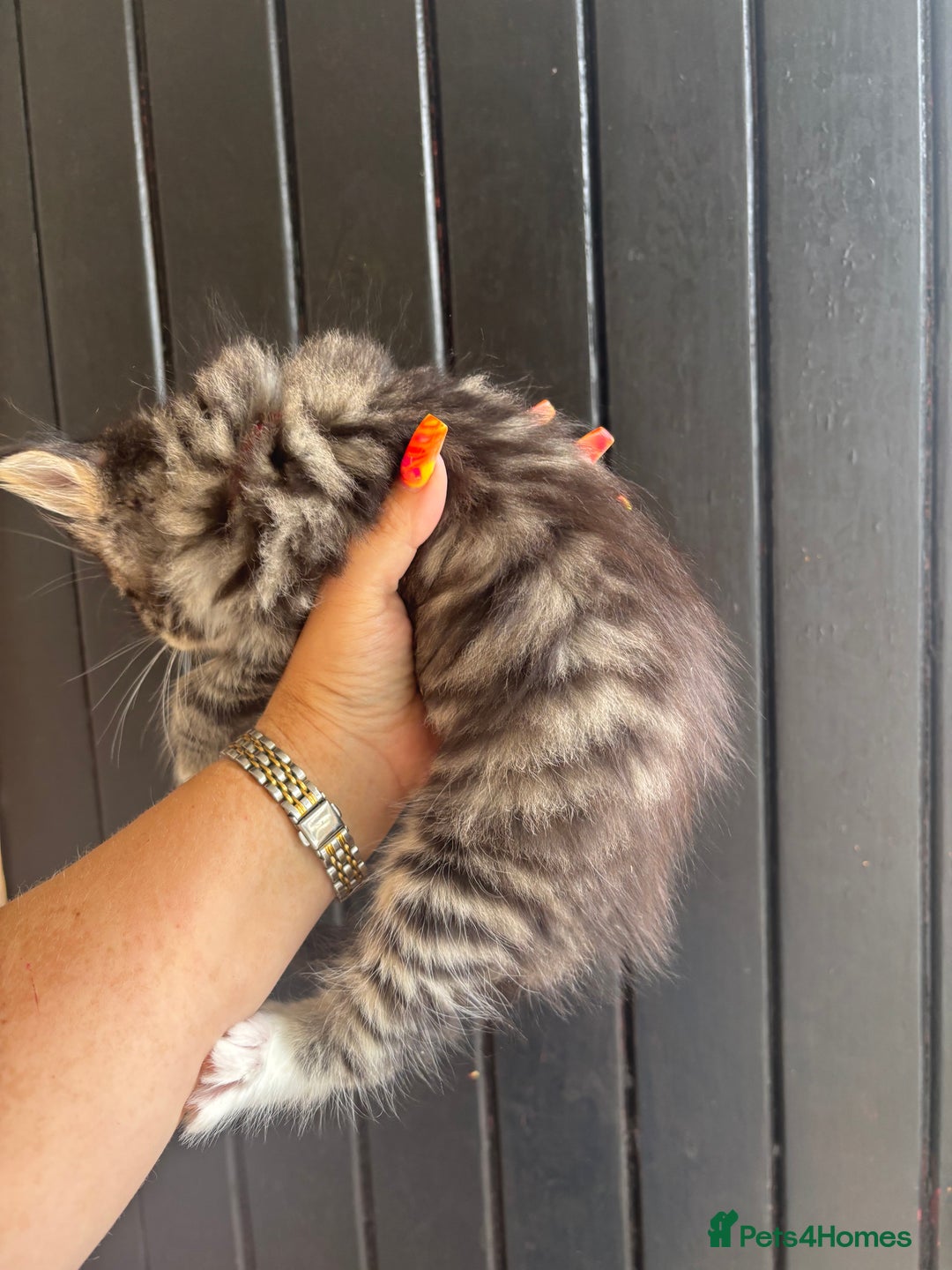 Maine Coon cats for sale: 3 boys Maine coon & 1 white female ready 13th aug! - Image 6