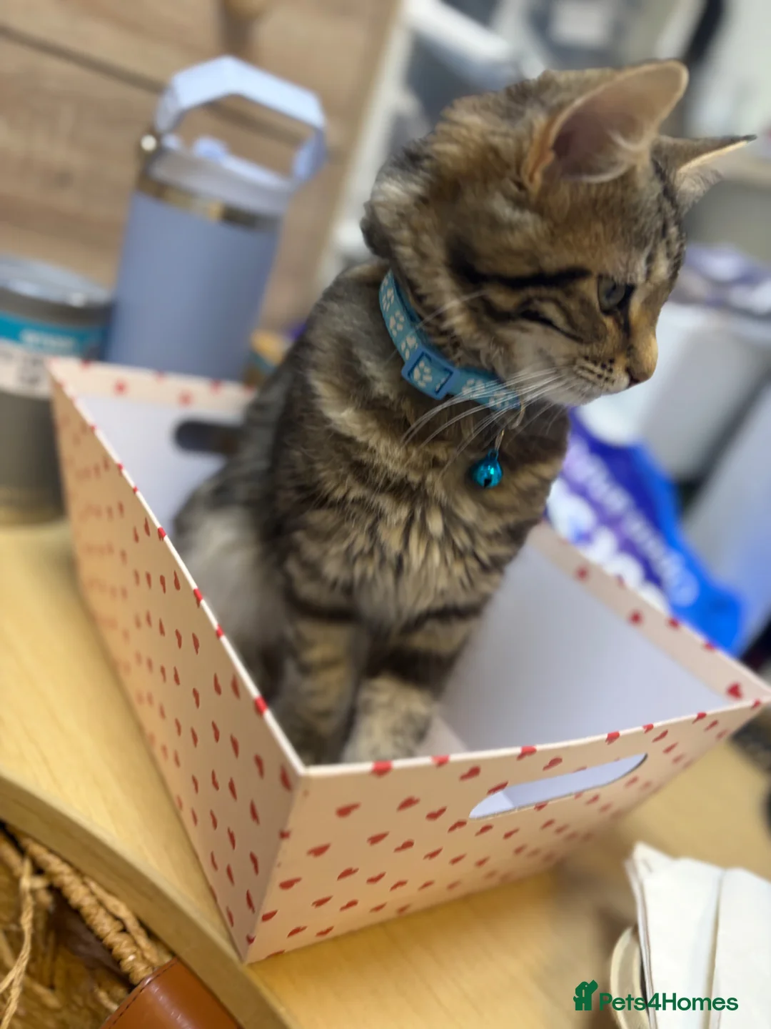 Mixed Breed cats for sale: Male Kitten *tailless* - Advert 5