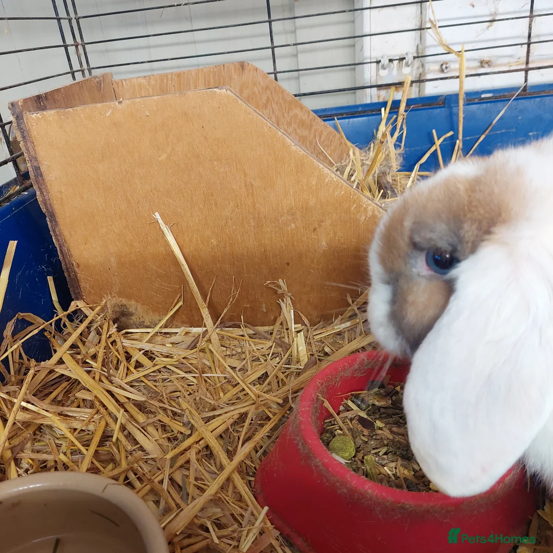 Mini Lop rabbits for sale: Minilop babys ready to reserve  - Advert 2