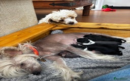 Chinese Crested dogs for sale: Powderpuff Chinese crested  - Image 4